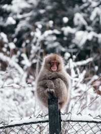 Monkey Paradise in Winter, Tokyo 