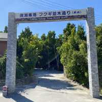 【沖縄･本島】緑いっぱいの癒しスポット✨