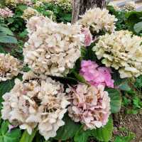 賞花好去處 ～ 愉景灣 