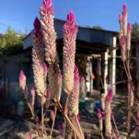 隱世壁畫村與芒草原