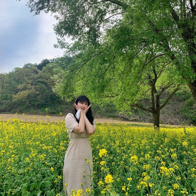 내륙에서 느끼는 제주🌼 옥천친수공원 유채꽃밭