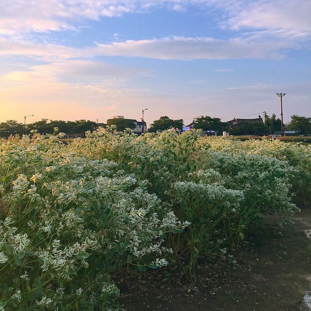 경주 자전거 여행 핑크뮬리 꽃밭