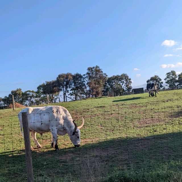 Open range safari in Melbourne, Australia