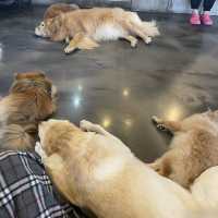 카페몽몽 🐶 댕댕이들과 힐링하기