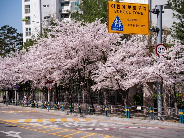 남양주도 벚꽃이 예뻐요!!