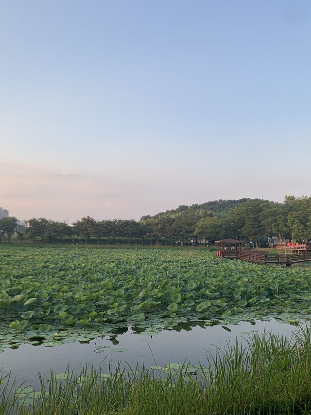 경남 진주 최고의 연못공원💚 강주연못 💚