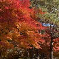 もみじ湖　長野の紅葉スポット