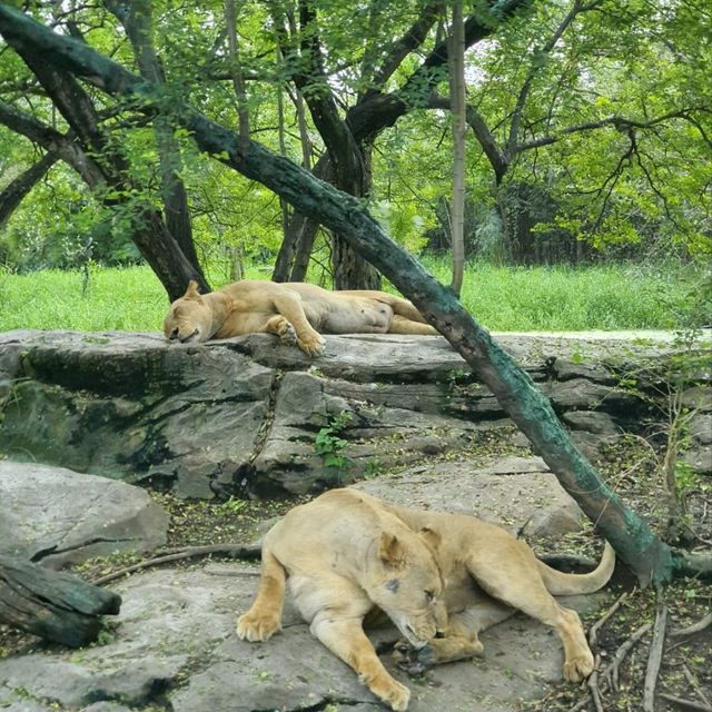 Real Safari In Bangkok!