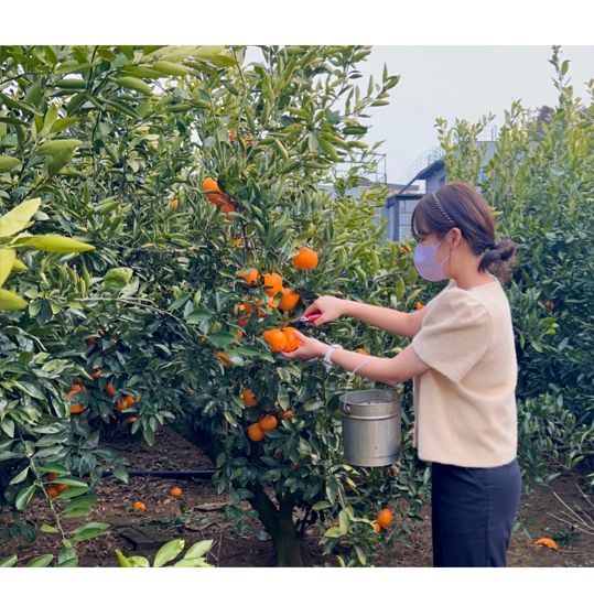 감귤 따기 체험 ‘어린 왕자 감귤밭’