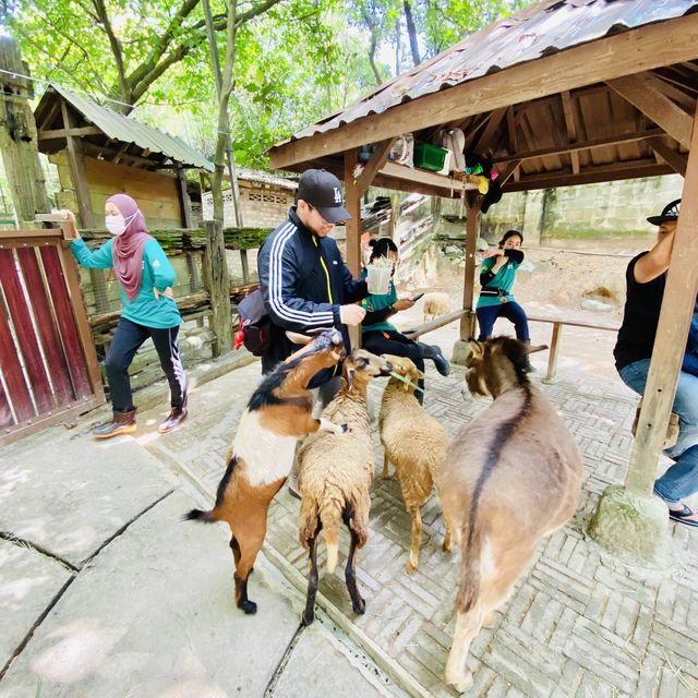 Petting zoo in KL city 