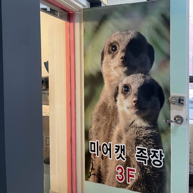 라쿤에 미어캣까지 있는 건대 애견카페 미어캣족장 | 트립닷컴 서울 라쿤에 미어캣까지 있는 건대 애견카페 미어캣족장 | 트립닷컴 서울 