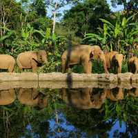 Bogor Safari Park