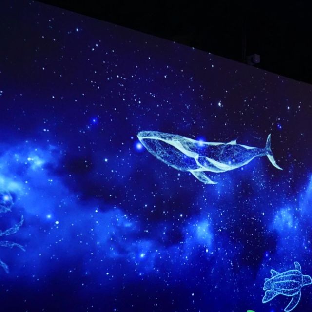 與水母一同晚餐