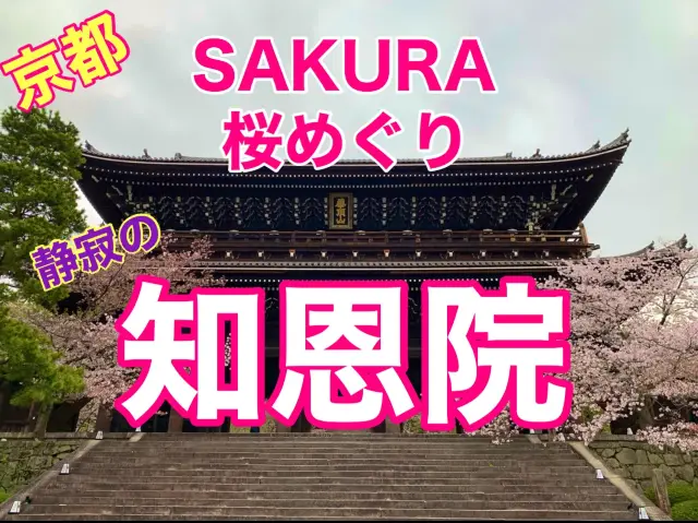 京都　KYOTO SAKURAめぐり❗️静寂の知恩院の桜に感動❗️