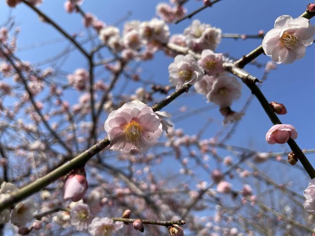 【茨城】水戸偕楽園の梅まつり
