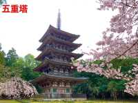 京都　SAKURA 桜めぐり❗️醍醐寺　伽藍の桜に感動❗️