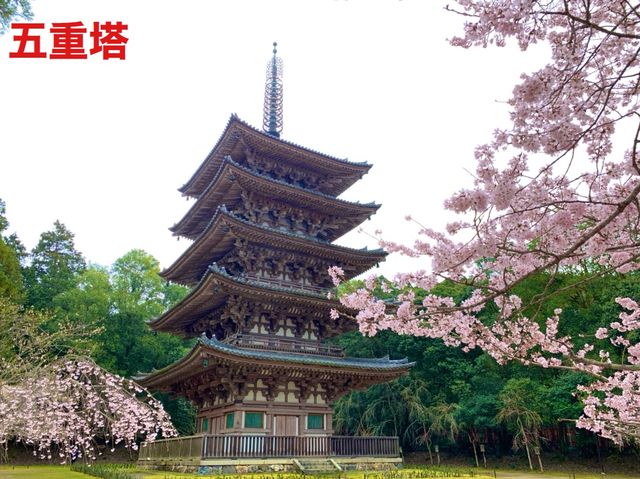 京都　SAKURA 桜めぐり❗️醍醐寺　伽藍の桜に感動❗️