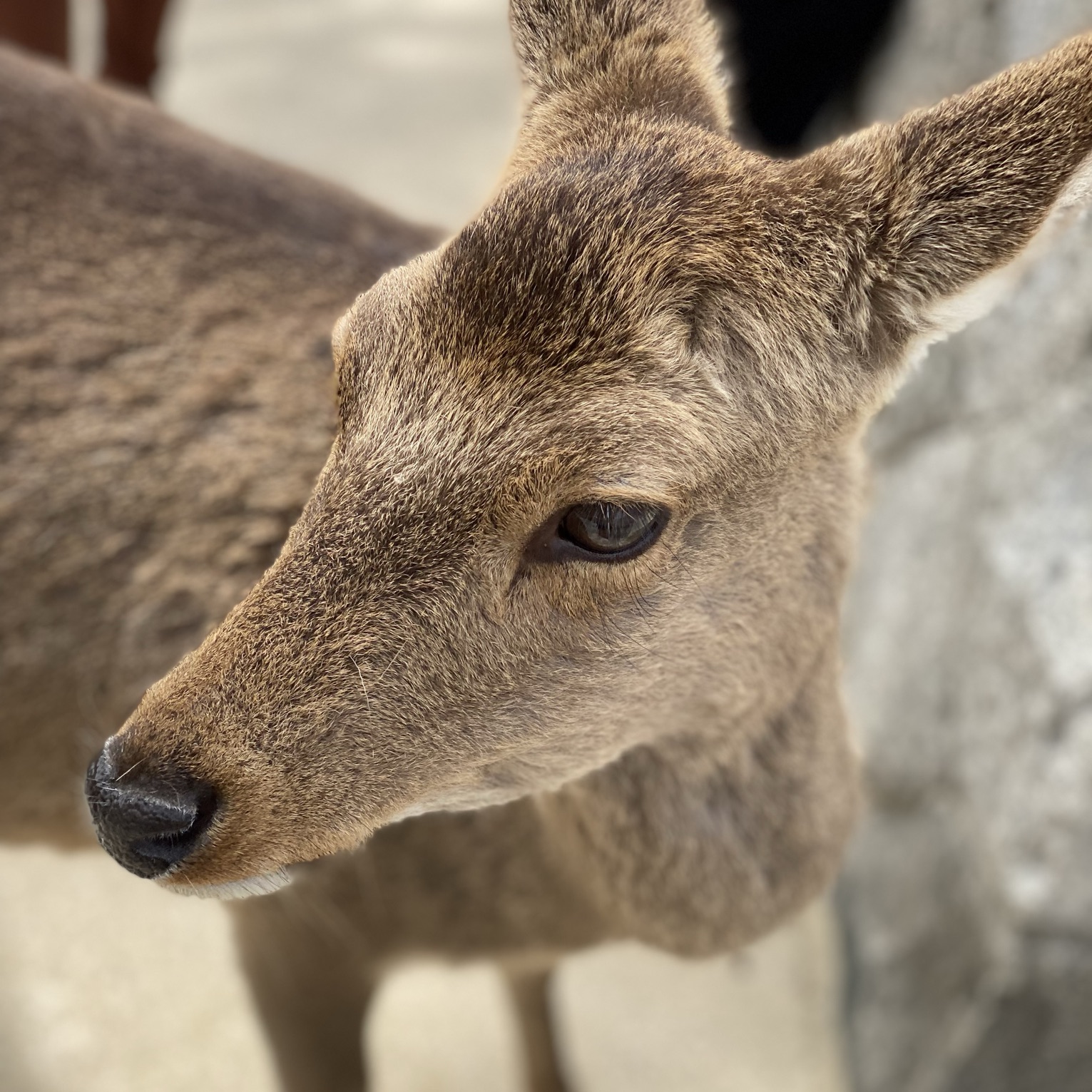 厳島神社って 知らなかった こんなに鹿いっぱい Trip Com 東京の旅のブログ