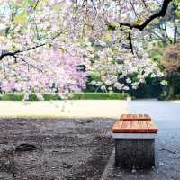 LATE SPRING @SHINJUKU GYOEN NATIONAL GARDEN