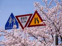 남양주도 벚꽃이 예뻐요!!