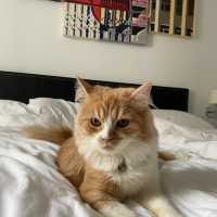 โรงแรม pet friendly ใกล้ emquartier และ emporium