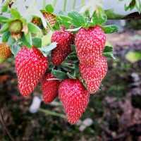 The Big Red Strawberry Farm At Cameron