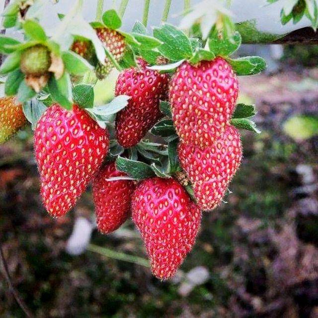 The Big Red Strawberry Farm At Cameron