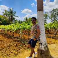 Amazing vineyard and winery near Bengaluru 