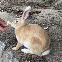 【広島】大久野島にはうさぎがいっぱい🐇🐇