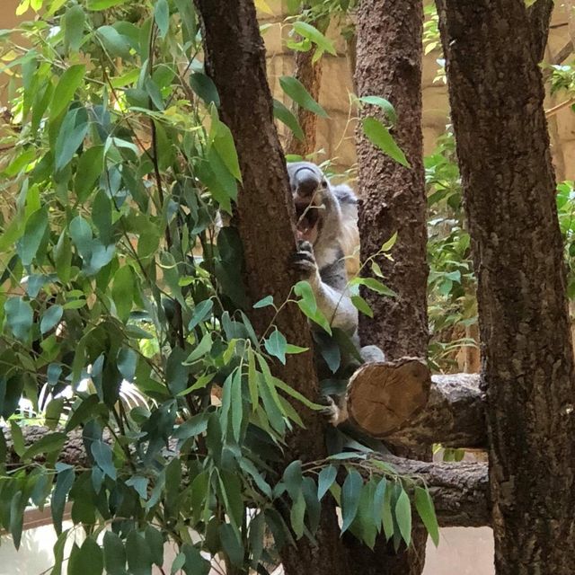 名古屋超大東山植物動物園😝大人🧑細路👦🏻都鍾意❤️半日放電景點