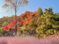 단풍이 너무 예쁘게 물든 화담숲🍁🧡