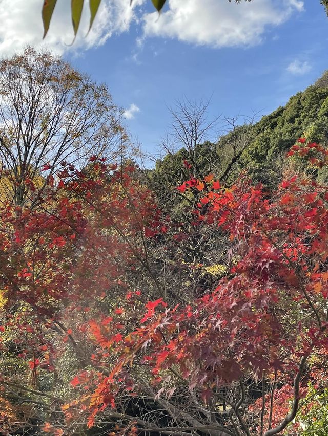 【福岡】九州のお伊勢さん