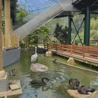 Jakarta Bird Land Ancol