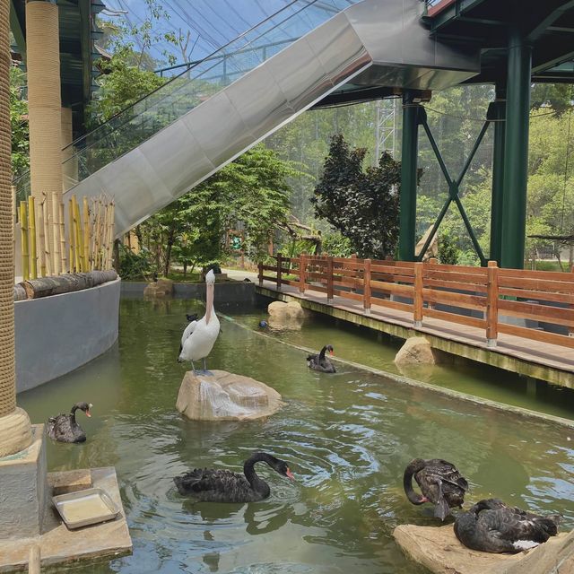 Jakarta Bird Land Ancol