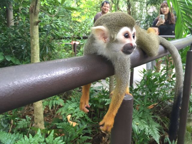 Singapore Zoo 🐒