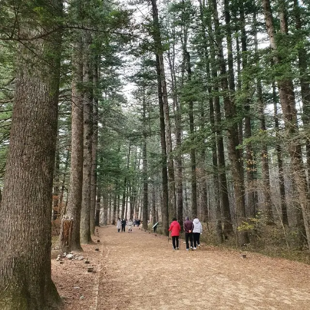 오대산 전나무숲길 그 위엄~!