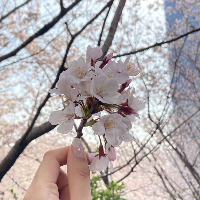 해운대 달맞이길 벚꽃놀이