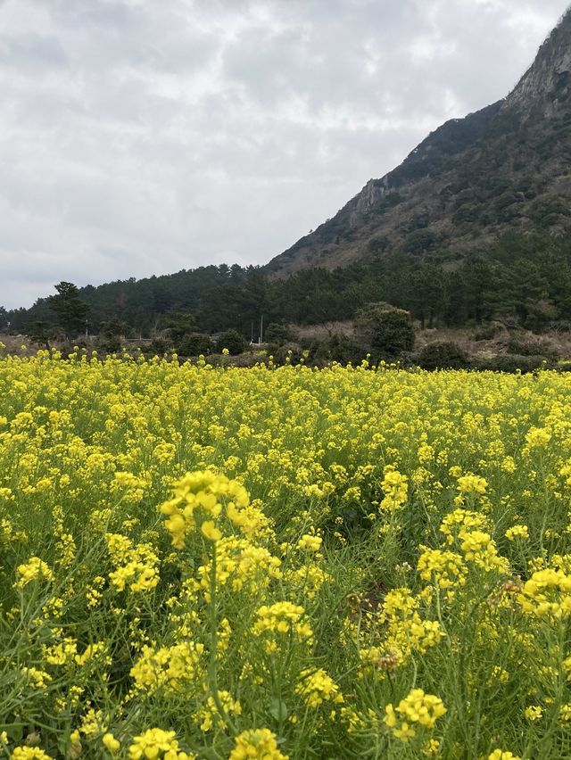 제주 유채꽃성지