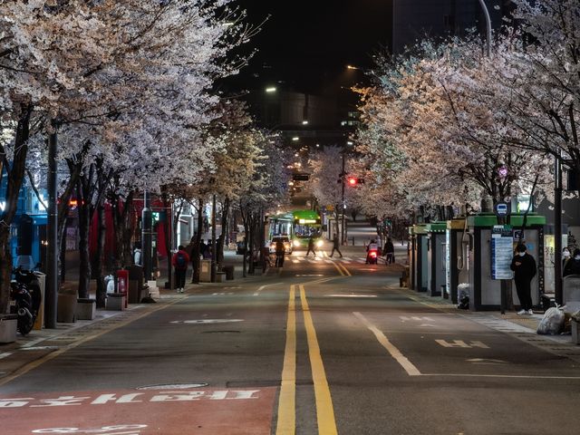 벚꽃 보며 밤산책 하기 좋은 곳