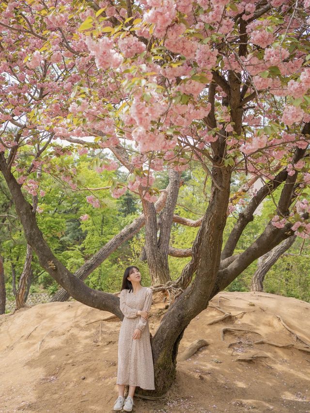 서울 겹벚꽃 포함 봄 꽃구경 명소 보라매공원 