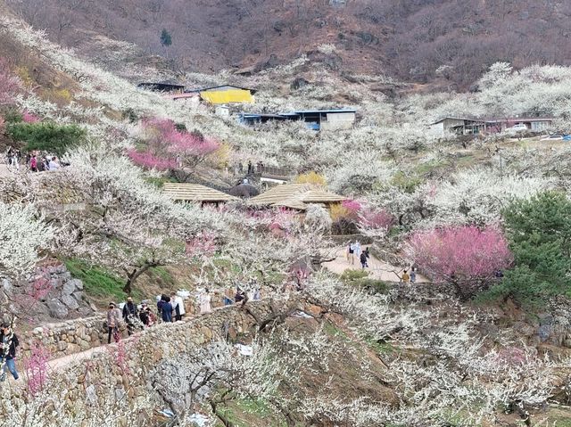 광양 매화 축제