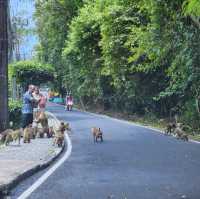 จุดชมววิว​ 🐵 Monkey Hill