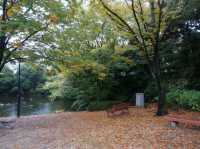 名古屋最大的日式庭園《白鳥庭園》