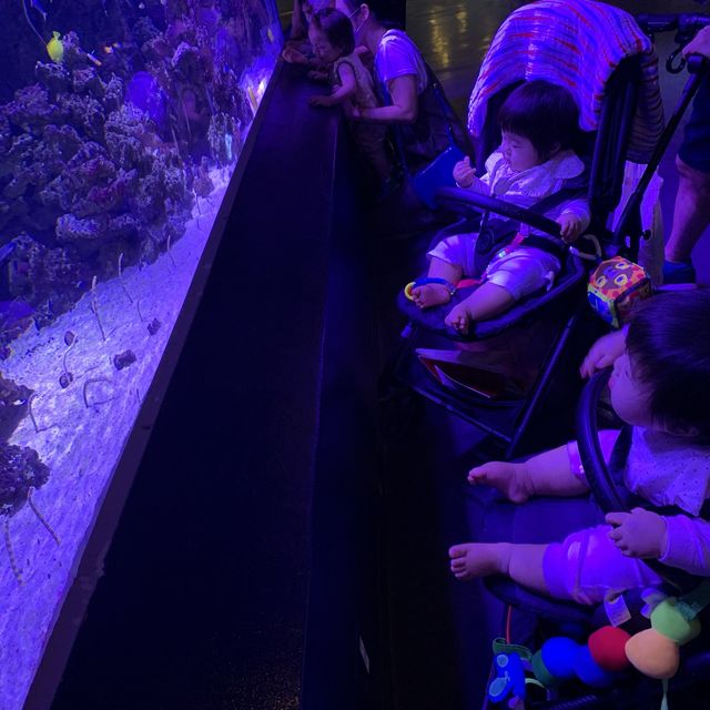【猛暑から逃げよう】室内水族館　@品川