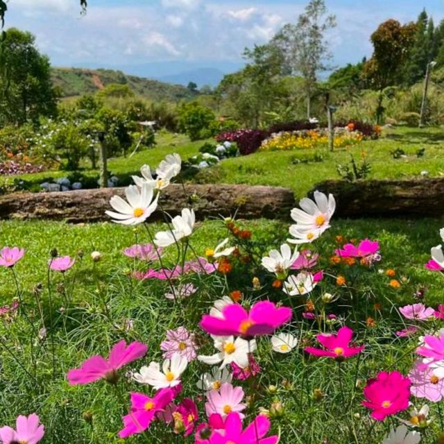 Floral Heaven in Kundasang