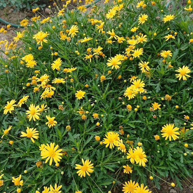 台北花博公園