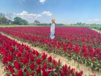 💐I love flower farm💐 เชียงใหม่