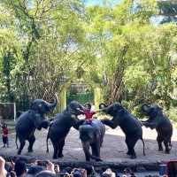 曼谷動物園Safari World🦒🐅🦧❤️