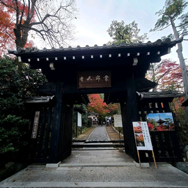 竹やぶ、紅葉が見頃に【常寂光寺】✨