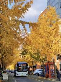 Gingko yellow | Enjoy a ginkgo rain on Shangh